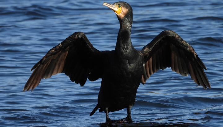 Les oiseaux de la ria du Conquet